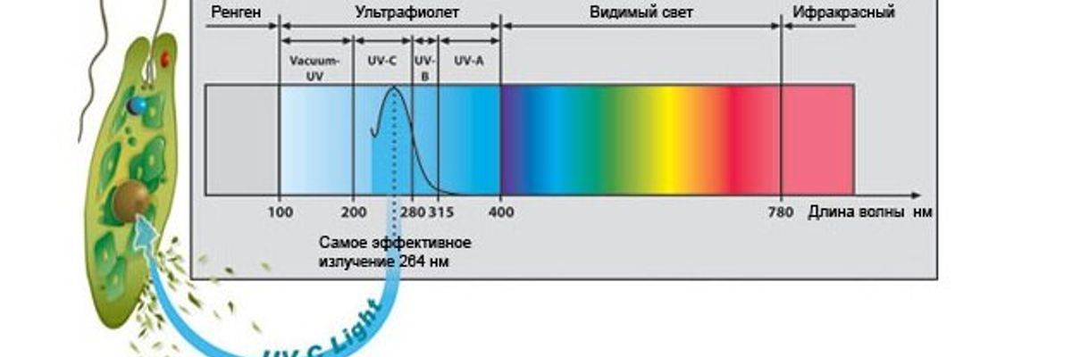 Какой принцип работы у УФ бактерицидной лампы?